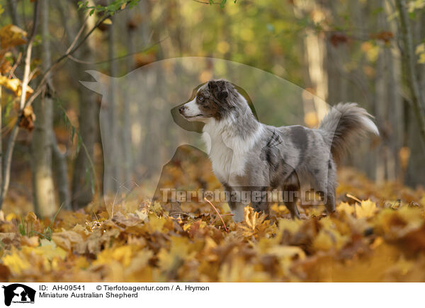 Miniature Australian Shepherd / Miniature Australian Shepherd / AH-09541