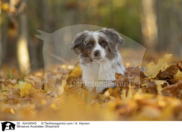 Miniature Australian Shepherd / Miniature Australian Shepherd / AH-09545