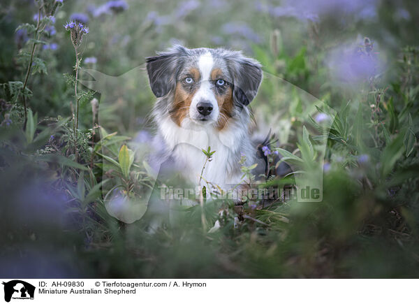 Miniature Australian Shepherd / AH-09830