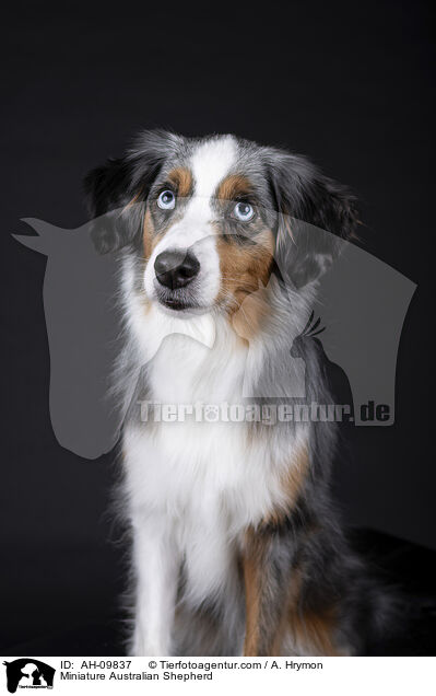 Miniature Australian Shepherd / AH-09837