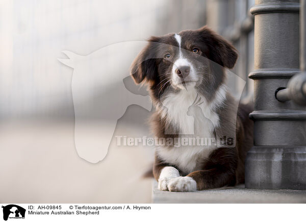 Miniature Australian Shepherd / Miniature Australian Shepherd / AH-09845