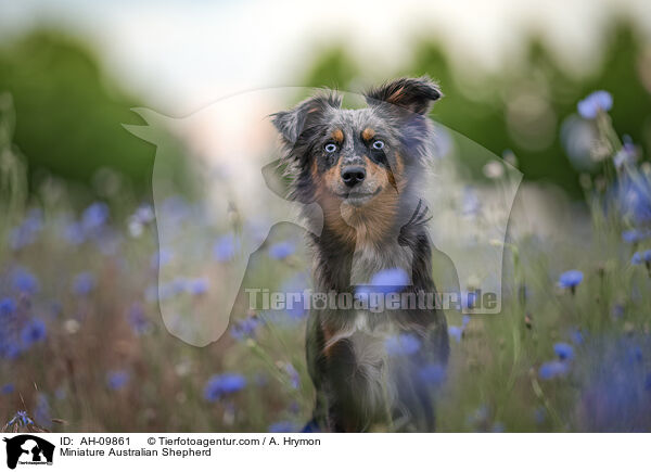 Miniature Australian Shepherd / Miniature Australian Shepherd / AH-09861