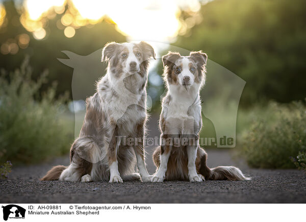 Miniature Australian Shepherd / Miniature Australian Shepherd / AH-09881
