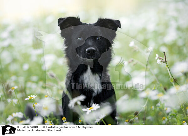 Miniature Australian Shepherd / AH-09889