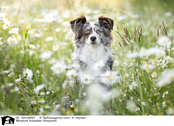 Miniature Australian Shepherd / AH-09897