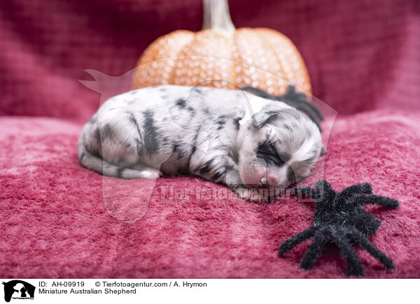 Miniature Australian Shepherd / Miniature Australian Shepherd / AH-09919