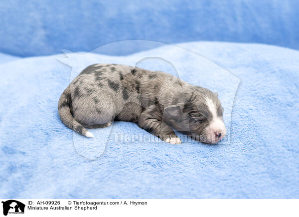 Miniature Australian Shepherd / Miniature Australian Shepherd / AH-09926