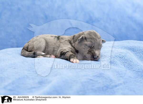 Miniature Australian Shepherd / Miniature Australian Shepherd / AH-09929