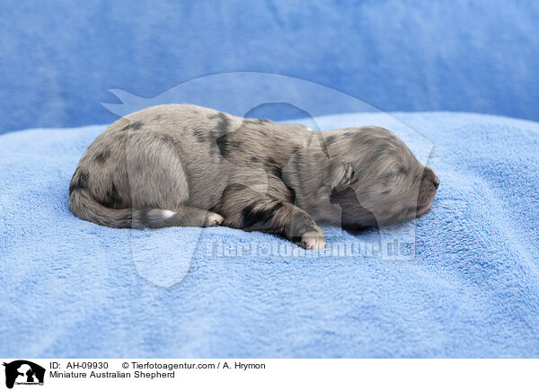 Miniature Australian Shepherd / Miniature Australian Shepherd / AH-09930