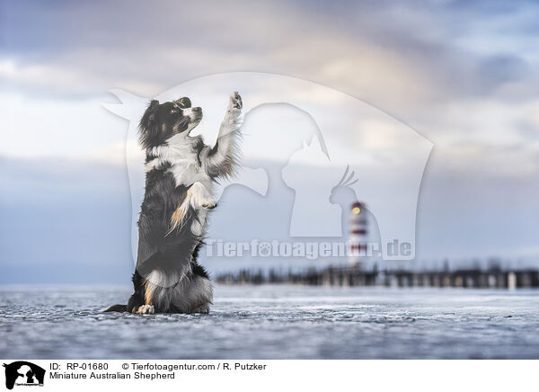 Miniature Australian Shepherd / Miniature Australian Shepherd / RP-01680