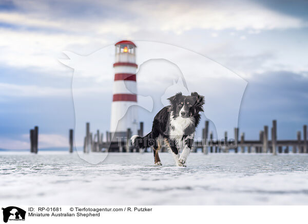 Miniature Australian Shepherd / Miniature Australian Shepherd / RP-01681