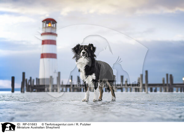 Miniature Australian Shepherd / RP-01683