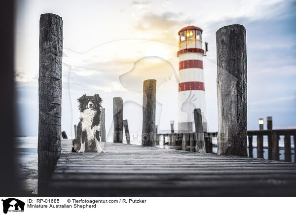 Miniature Australian Shepherd / Miniature Australian Shepherd / RP-01685