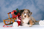 Miniature Australian Shepherd at christmas