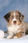 young Miniature Australian Shepherd