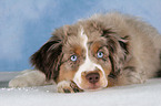 young Miniature Australian Shepherd