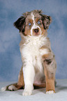 young Miniature Australian Shepherd