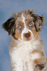 young Miniature Australian Shepherd