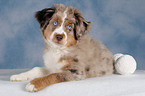 young Miniature Australian Shepherd