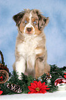 Miniature Australian Shepherd at christmas