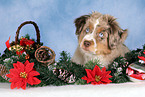 Miniature Australian Shepherd at christmas