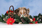 Miniature Australian Shepherd at christmas