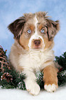 Miniature Australian Shepherd at christmas