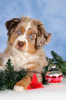 Miniature Australian Shepherd at christmas