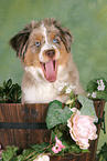 young Miniature Australian Shepherd