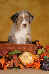 young Miniature Australian Shepherd