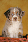 young Miniature Australian Shepherd