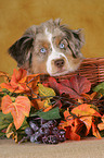 young Miniature Australian Shepherd