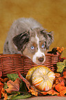 young Miniature Australian Shepherd