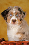 young Miniature Australian Shepherd