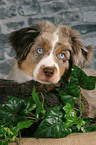 young Miniature Australian Shepherd