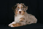 young Miniature Australian Shepherd