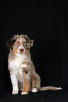 young Miniature Australian Shepherd