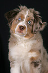 young Miniature Australian Shepherd