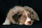 young Miniature Australian Shepherd