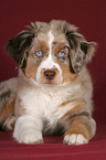 young Miniature Australian Shepherd