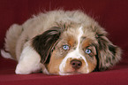 young Miniature Australian Shepherd