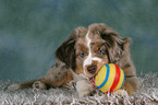 young Miniature Australian Shepherd