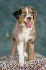 young Miniature Australian Shepherd