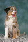 young Miniature Australian Shepherd