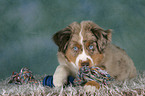 young Miniature Australian Shepherd