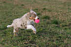 playing Miniature Australian Shepherd