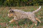 running Miniature Australian Shepherd