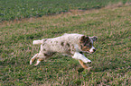 running Miniature Australian Shepherd