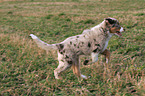 running Miniature Australian Shepherd