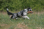 Miniature Australian Shepherd